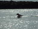 A Dogs Life