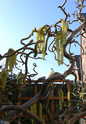 Spring is coming to my garden