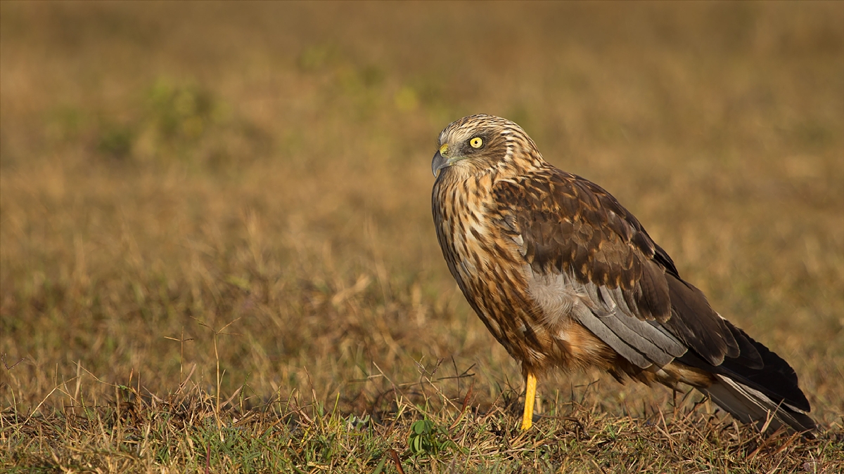 Attached picture Marsh_Harrier_Male.jpg