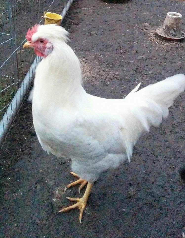Attached picture cock1.jpg