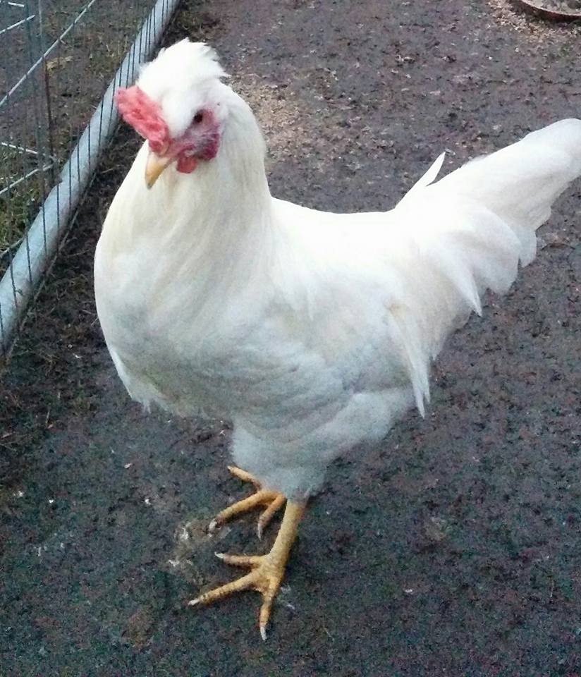 Attached picture cock2.jpg