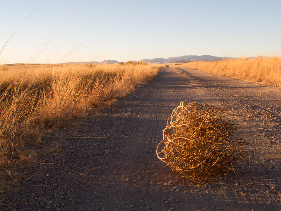 Attached picture tumbleweed3.jpg
