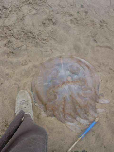 Attached picture jellyfish1.png