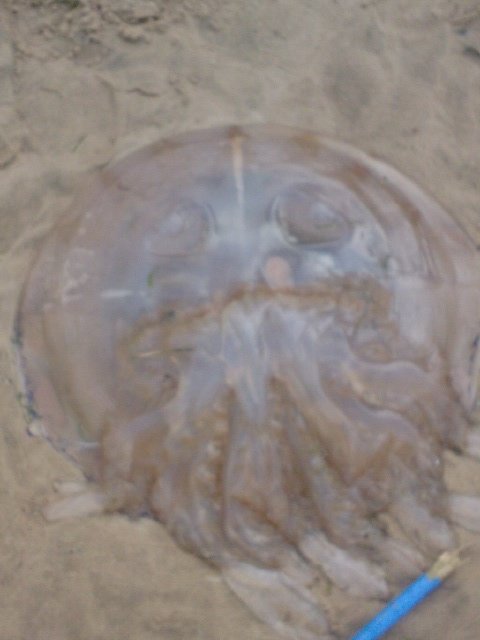 Attached picture jellyfish2.png