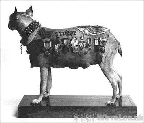 Attached picture sergeant-stubby-pit-bull.jpg