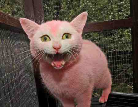 Attached picture pink-cat-pic-solent-image-1-701231935.jpg
