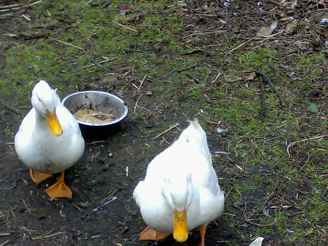 Attached picture Ducks_small.jpg