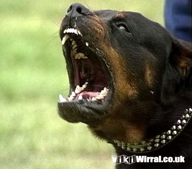 Attached picture Angry_Rottweiler_01.jpg