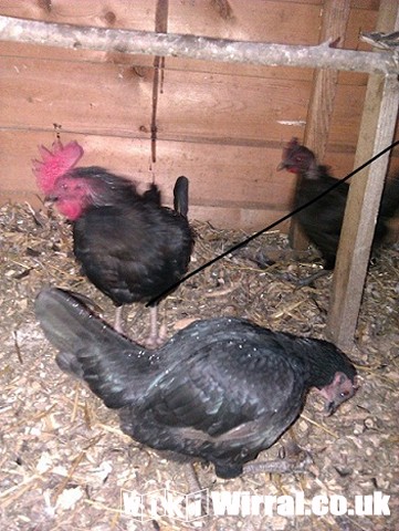 Attached picture Bantams.jpg