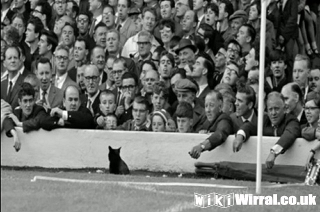 Attached picture the-original-anfield-cat-who-appeared-against-arsenal-in-1964-650197293.jpg