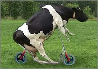 Attached picture funny_cow_bike.jpg