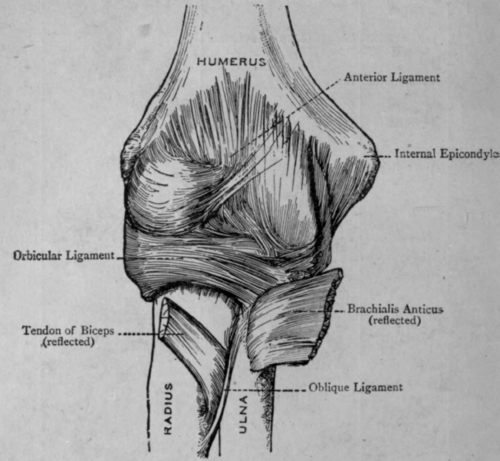 Attached picture Fig-7-The-Elbow-Joint.png
