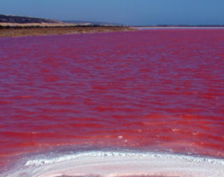 Attached picture red-tide-algae.jpg
