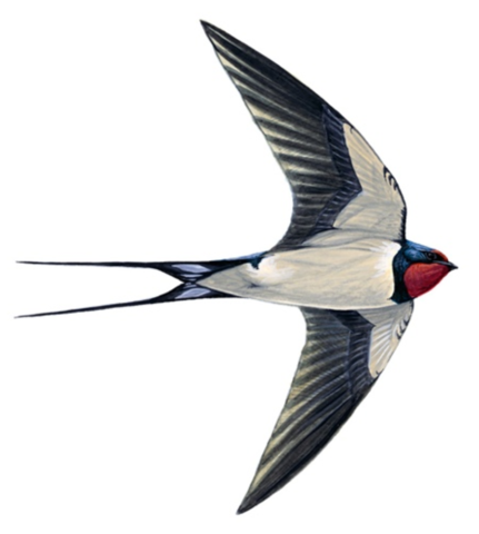 Attached picture Swallow.png