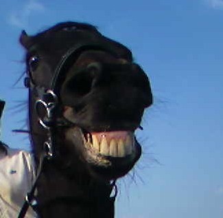 Jester2.jpg Attached picture Jester2.jpg