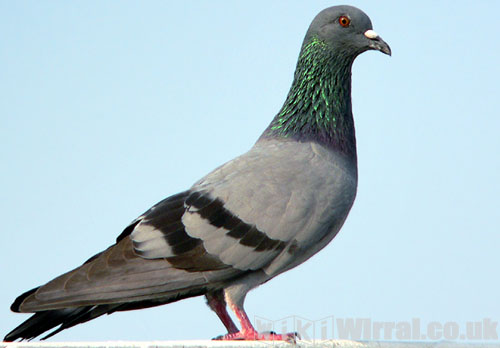 Attached picture rock_pigeon.jpg