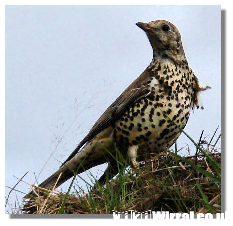 Attached picture mistle_thrush_bald03004s.jpg