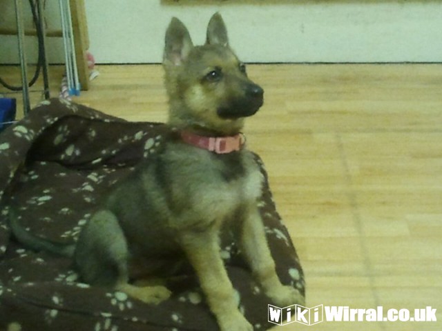 Puppy training classes sales wirral