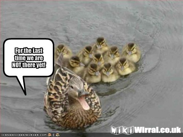 Attached picture funny-pictures-mom-duck-says-that-we-are-not-there-yet.jpg