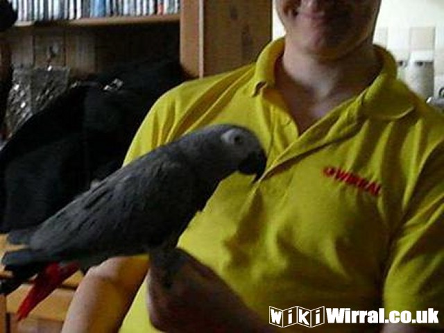 Attached picture 20874_congour_african_grey_parrot__photo_1_img.jpg