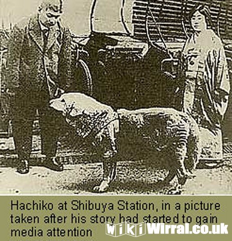 Attached picture hachiko-old-real-photo.jpg