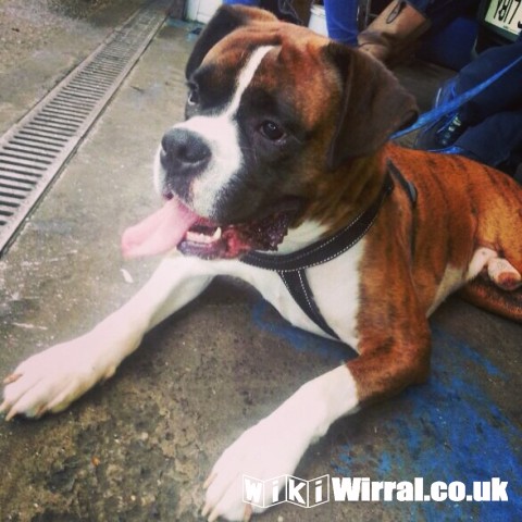 Boxer Dog Free To Good Home Wirral Wikiwirral Co Uk