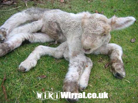 Attached picture lamb_wideweb__470x352,0.jpg